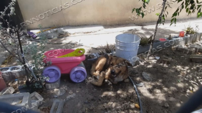 Piden limpieza en mascotas para evitar enfermedad de Rickettsia en humanos
