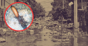 Gusanos cola de rata aparecen en aguas tras inundaciones en Veracruz