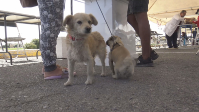 VIDEO Contin&uacute;a Sector Salud con vacunaci&oacute;n antirr&aacute;bica a mascotas