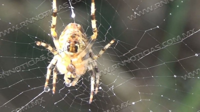 Sigue aparición de araña de jardín; no es peligrosa
