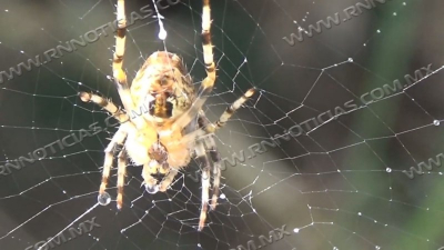 Sigue aparici&oacute;n de ara&ntilde;a de jard&iacute;n; no es peligrosa