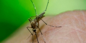 Confirma la OMS brote de fiebre amarilla en Venezuela