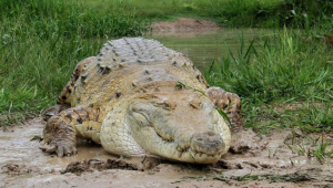 Cocodrilo ataca a sujeto en la Laguna del Carpintero