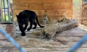 Profepa asegura una pantera negra que ten&iacute;an de mascota