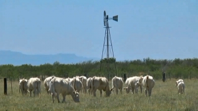 VIDEO Ganaderos esperanzados entrada de oto&ntilde;o para lluvias