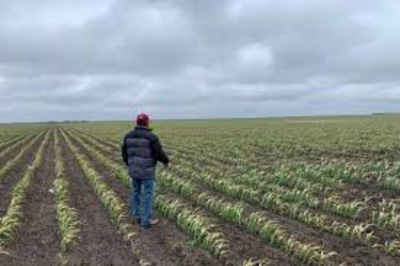 Vientos congelantes amenazan cultivos en Tamaulipas