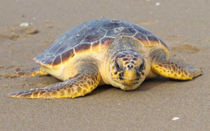 Estas son las especies de tortugas marinas que llegan a Tamaulipas