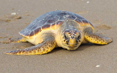 Estas son las especies de tortugas marinas que llegan a Tamaulipas