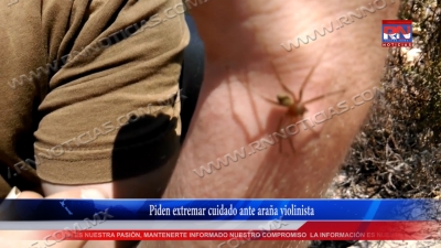 VIDEO Piden extremar cuidado ante ara&ntilde;a violinista