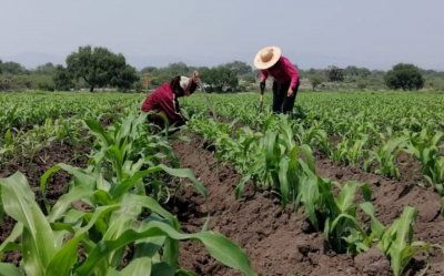 Bombardeo a nubes genera producci&oacute;n r&eacute;cord de 2 millones de toneladas de sorgo