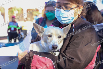 INICIA PRIMERA JORNADA DE ESTERILIZACI&Oacute;N PARA ANIMALES RESCATADOS
