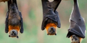 Descubren nuevos coronavirus en murciélagos