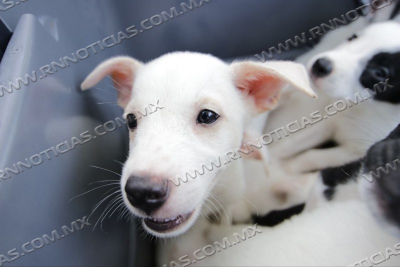 PREPARA COMUSA FERIA DE ADOPCIONES DE MASCOTAS