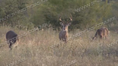 Arranca la temporada cinegética 2024-2025 con aumento en la afluencia de cazadores.