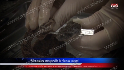 VIDEO Piden cuidarse ante aparición de víbora de cascabel