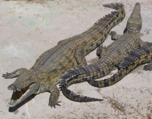 Alertan por temporada violenta de Cocodrilos en Madero