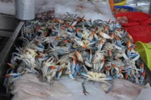 Aumenta precio de jaiba; hasta mil pesos la docena