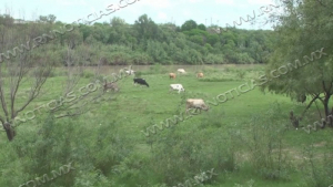 Lluvias salvan a ganaderos de la sequ&iacute;a