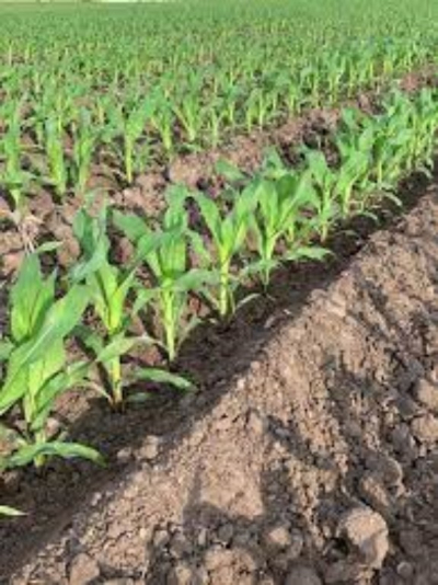 Arranca la siembra de maíz en el norte de Tamaulipas