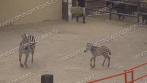 Zoológico de Nuevo Laredo invita a la ciudadanía a nombrar a su nueva cebra