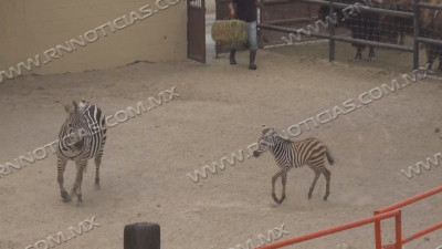 Zool&oacute;gico de Nuevo Laredo invita a la ciudadan&iacute;a a nombrar a su nueva cebra