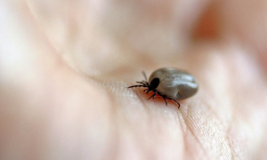 Picadura de garrapatas ha matado a seis en Nuevo León