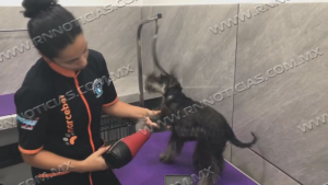 Piden atenci&oacute;n en mascotas para prevenir plagas de pulgas, garrapatas y rabia