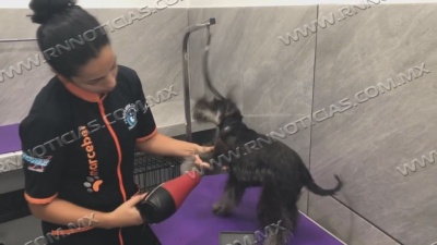 Piden atenci&oacute;n en mascotas para prevenir plagas de pulgas, garrapatas y rabia