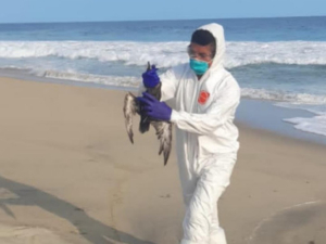 Aves marinas murieron por calor en las costas del Pac&iacute;fico mexicano