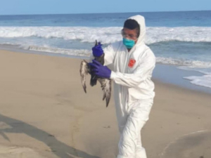 Aves marinas murieron por calor en las costas del Pacífico mexicano