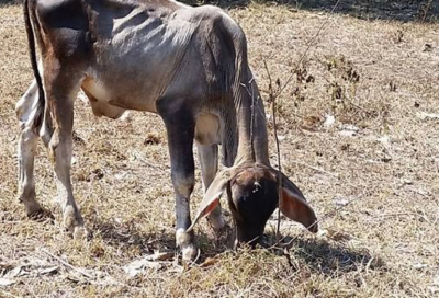 Falta de pasto mata a ganado