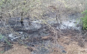 Pemex obligado a reparar zonas afectadas por derrame de Hidrocarburo: Ecolog&iacute;a