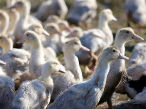 Preocupa a OMS que gripe aviar se adapte &lsquo;f&aacute;cilmente&rsquo; a los humanos