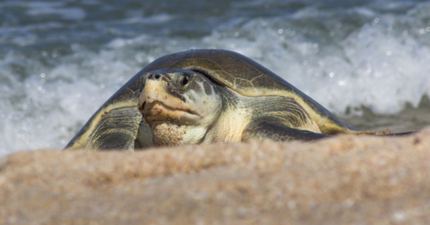 Más de 28 mil huevos de tortuga lora protegidos en Tamaulipas