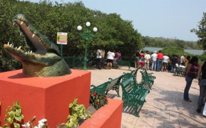 Se duplican casos de ingreso a h&aacute;bitat de cocodrilos