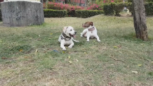 Piden limpieza y aseo en mascotas para evitar garrapatas y pulgas
