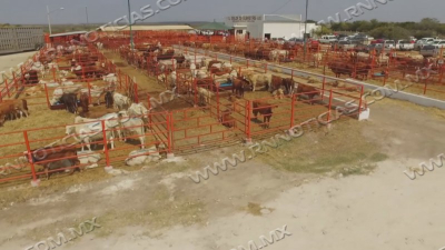 Ruegan ganaderos de Nuevo Laredo por buena temporada de lluvias