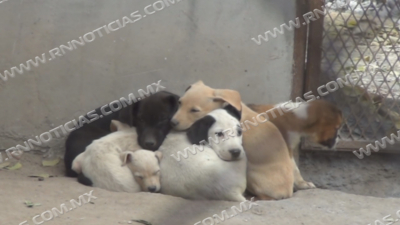 Piden proteger a mascotas por frentes fr&iacute;os