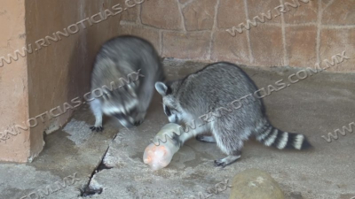 Protegen a animales del Zool&oacute;gico de las altas temperaturas