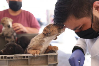 APLICAR&Aacute;N SANCIONES A QUIENES NO RESPETEN LOS DERECHOS DE LOS ANIMALES