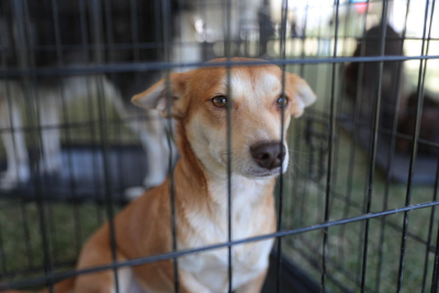 INVITAN A FERIA DE ADOPCI&Oacute;N