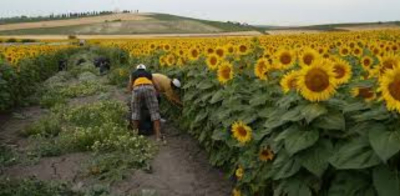 Inician la siembra de girasoles