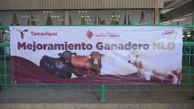 VIDEO Reciben ganaderos de Nuevo Laredo apoyos para comprar sementales