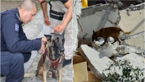 Muere Laika, la perrita hero&iacute;na en el sismo de 2017