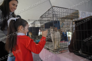 GOBIERNO MUNICIPAL INVITA A LA FERIA DE ADOPCIONES CANINA Y FELINA PARA PROMOVER LA ADOPCI&Oacute;N RESPONSABLE