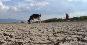 Mata la sequía a 600 animales en Tamaulipas