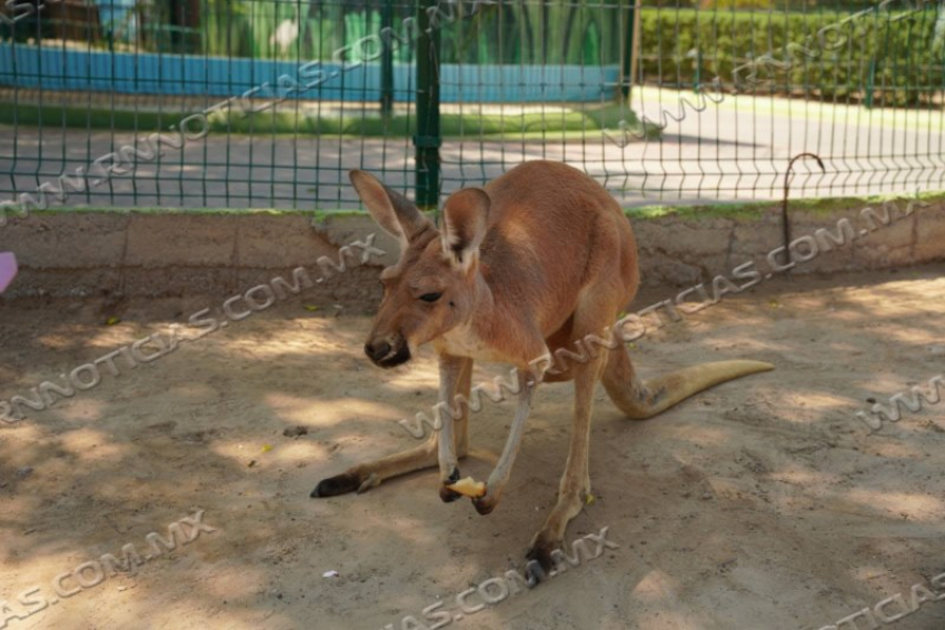 NACE CRÍA DE CANGURO ROJO EN EL ZOOLÓGICO DE NUEVO LAREDO; PERSONAL REALIZA MONITOREO ESPECIALIZADO