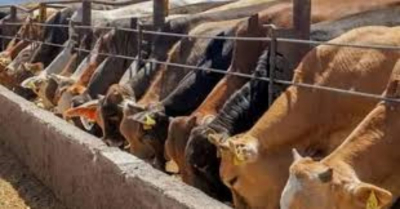 Exportación de becerros tamaulipecos sigue firme pese a aranceles de Trump