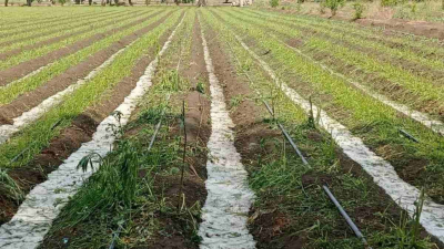 Granizadas afectaron a más de 10 mil productores