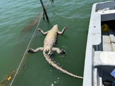 Hallan sin vida a cocodrilo en laguna de Tamiahua